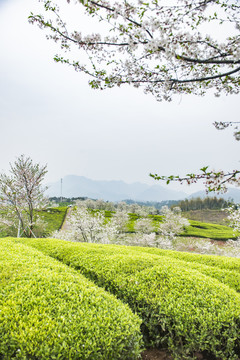 春季茶园