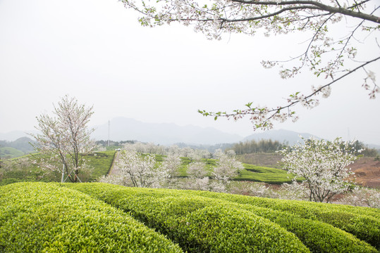 春季茶园