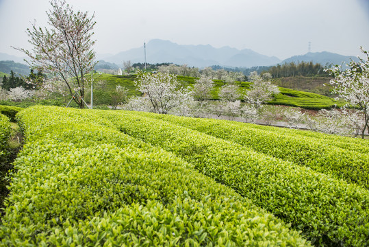 春季茶园