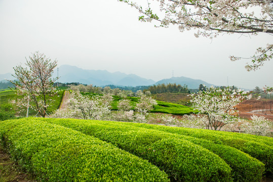 春季茶园