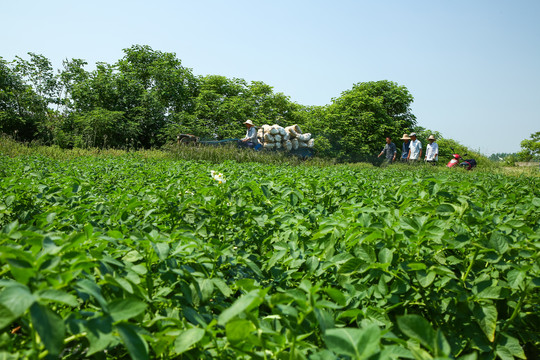 土豆种植