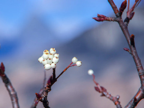 木格措花楸