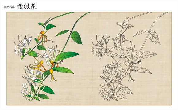 金銀花