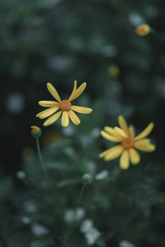 黄花小草