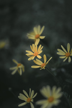 黄花小草