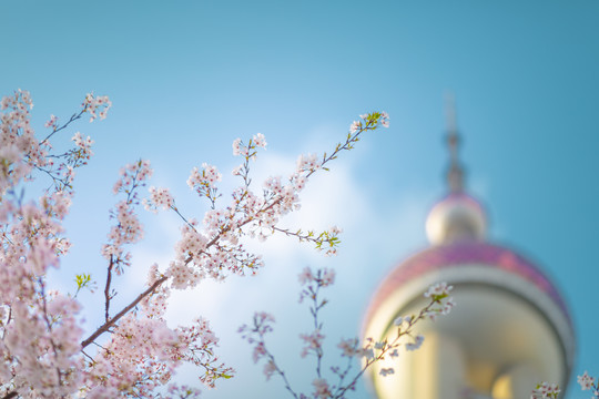 东方明珠樱花