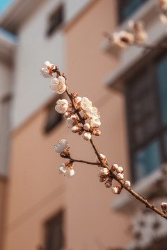春天刚开的樱花