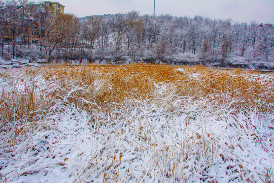 雪覆盖的草地山林与住宅建筑