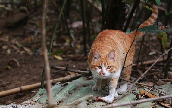 花猫