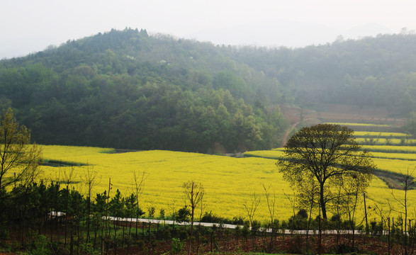 乡村油菜花