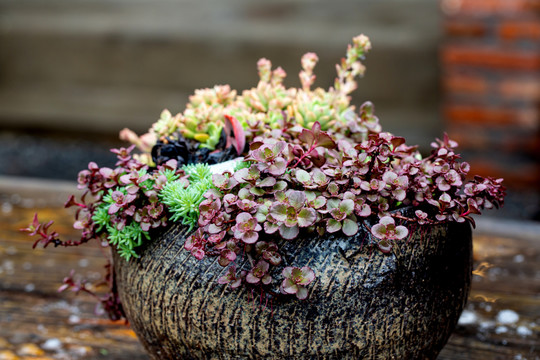 植物装饰