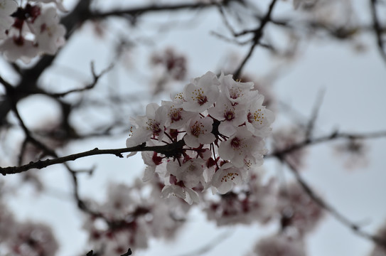 樱花烂漫