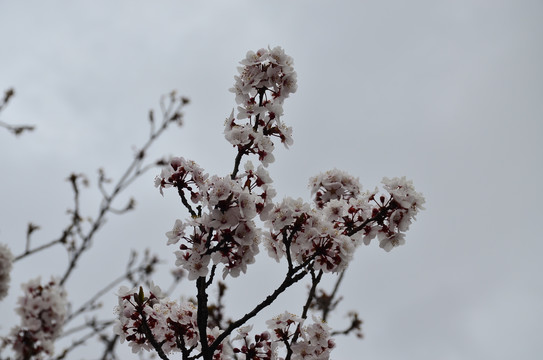 櫻花爛漫