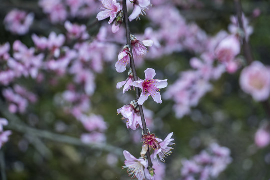 桃花