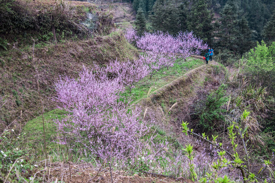 桃花开