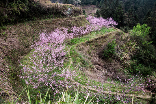 桃花林