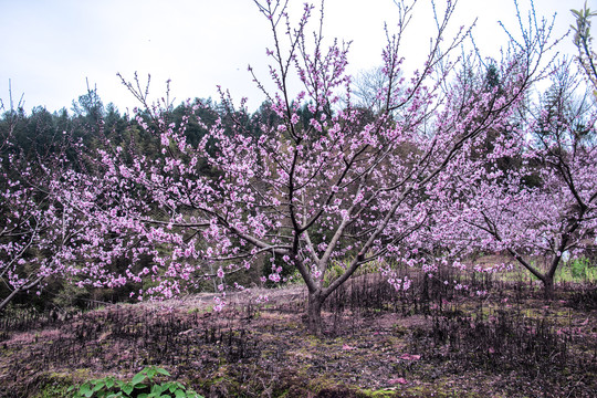 桃花树