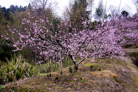 桃花树