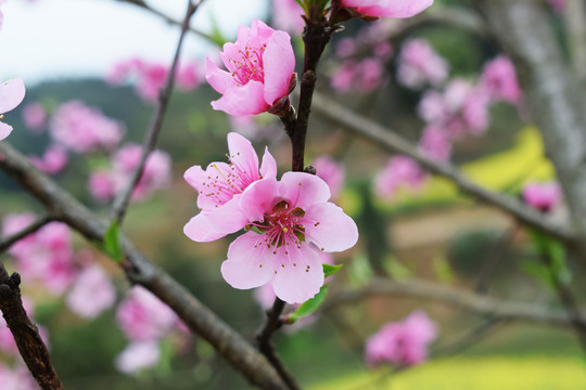 桃花