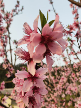 桃花花卉特写