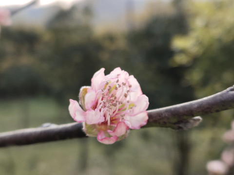 一朵桃花