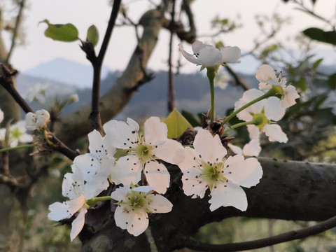 梨子花