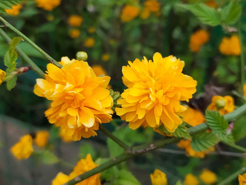 两朵棣棠花特写