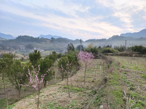 桃花田