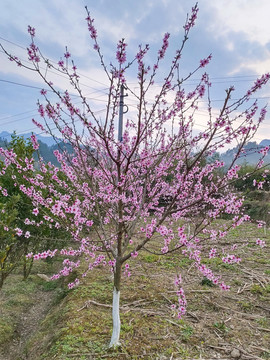 桃花满树