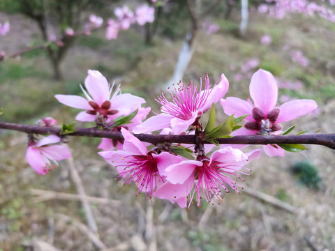 桃花