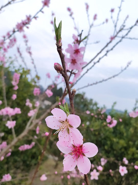 桃花及花苞