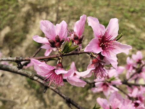 粉桃花