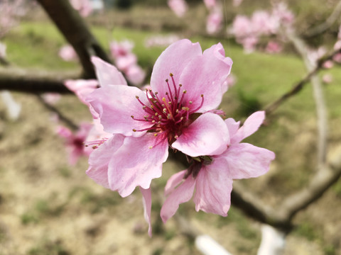 桃花特写