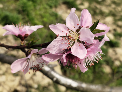 桃花花蕊