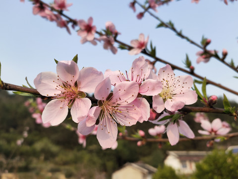 盛开的桃花