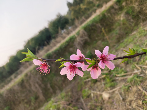 一枝桃花