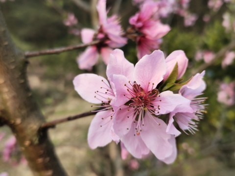 桃花花蕊