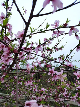 高清桃花