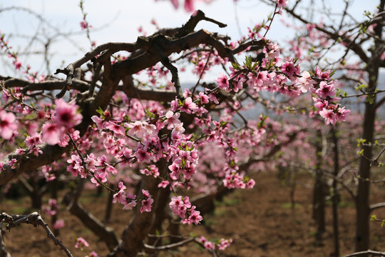 桃花