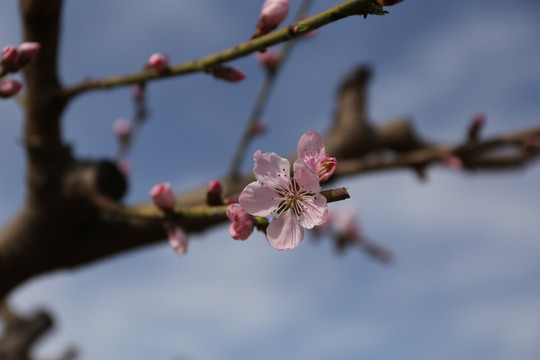 桃花