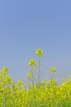 油菜花