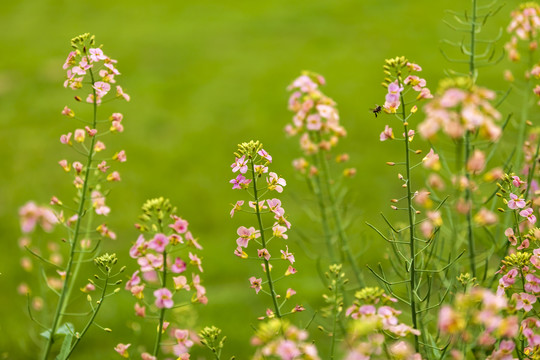 彩色油菜花与蜜蜂