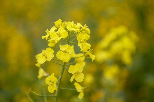 彩色油菜花与蜜蜂