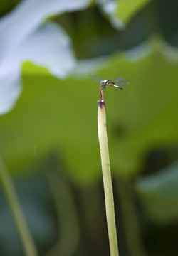 荷花塘与蜻蜓