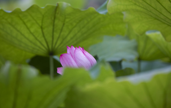 荷花塘