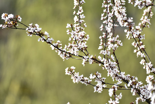 山桃花