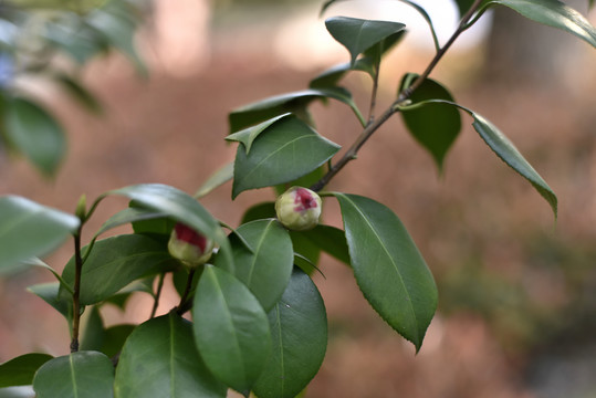 山茶花