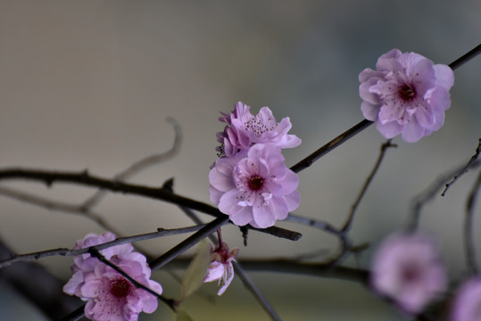 桃花盛开