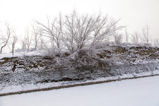 雪景