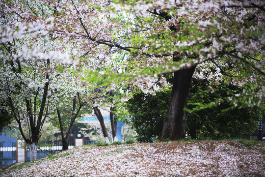 樱花